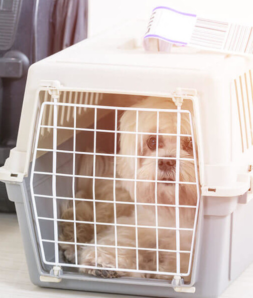 KÖPEK TRANSFERİ