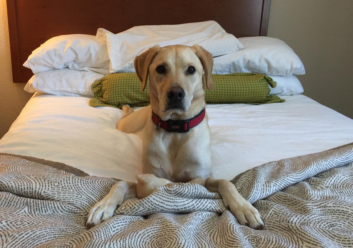 KÖPEK OTELİ